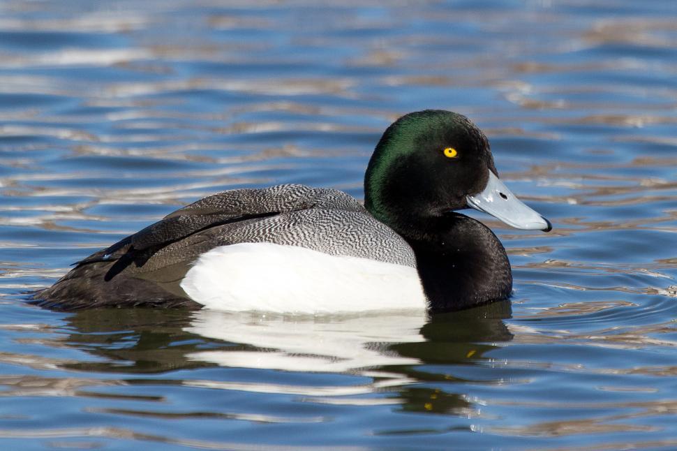 Free Image of Greater Scaup 