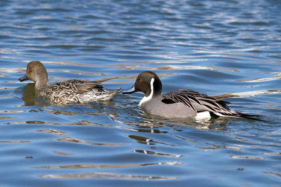 Free Image of Northern pintail, Anas acuta,  