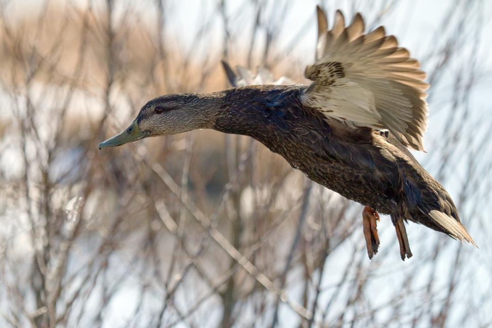Free Image of Mallard duck, Anas platyrhyncos 