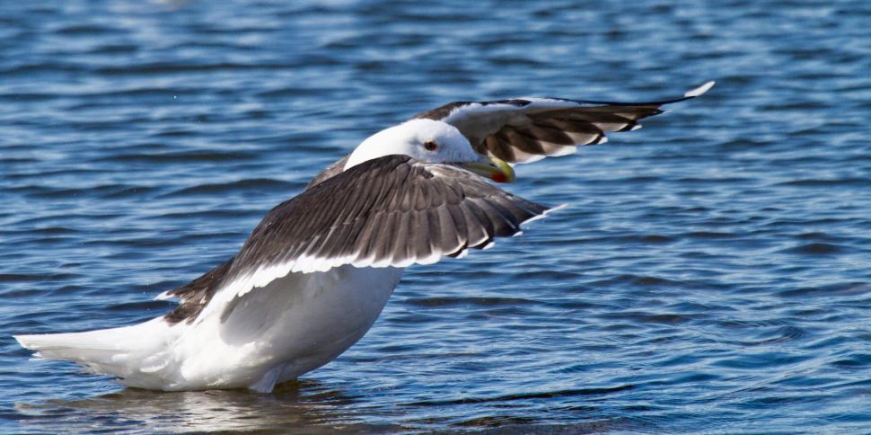 Free Image of Black-back Gull 