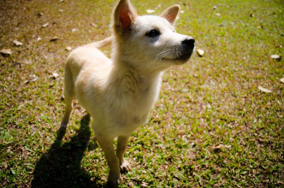 Free Image of White Dog 