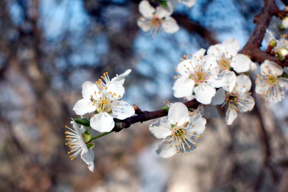 Free Image of Spring flowers 