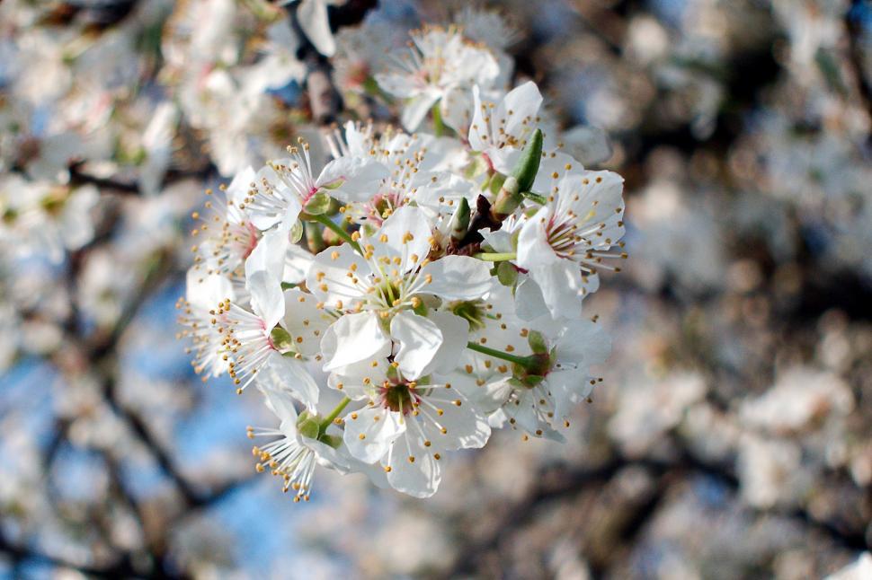 Free Image of Spring flowers 