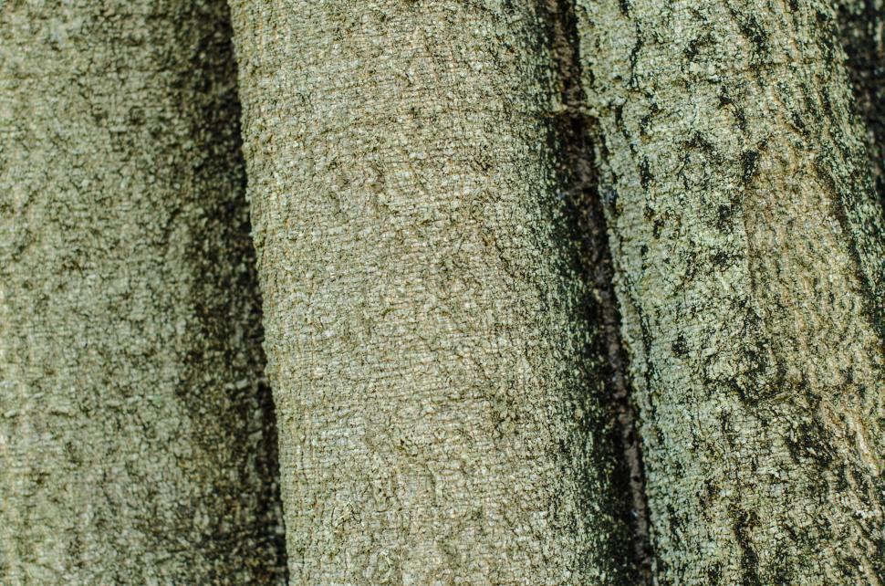 Free Image of Tree Background 