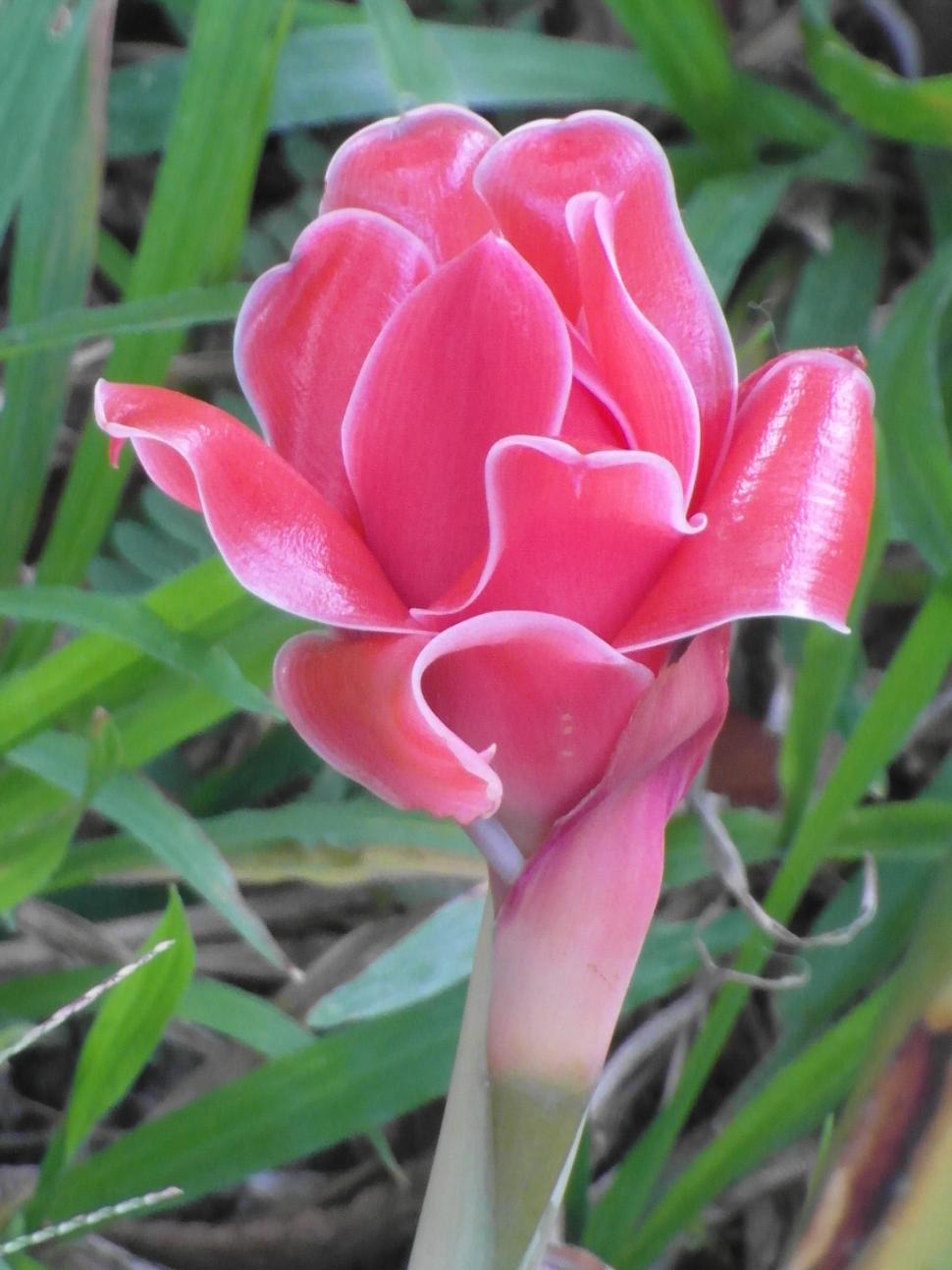 Free Image of Red Tropical Flower 