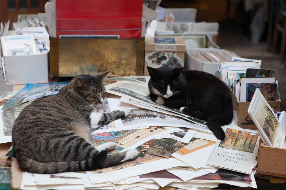 Free Image of Cats and Books 