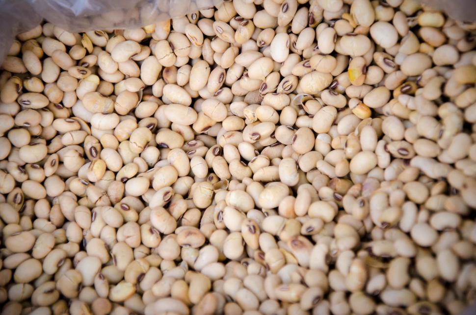 Free Image of Local Thai Bean 