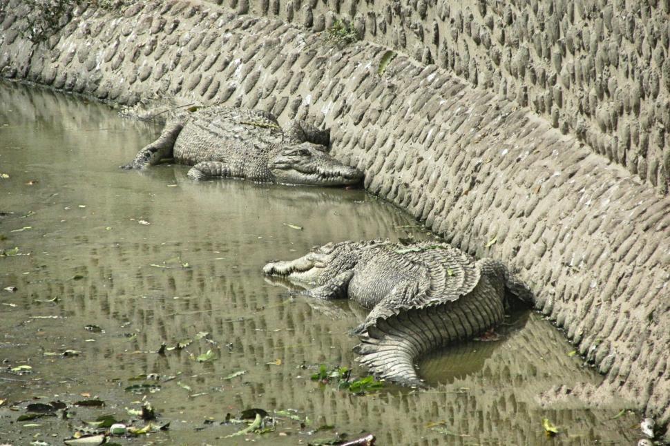 Free Image of Crocodiles 