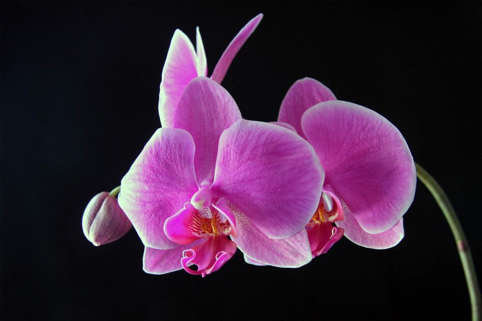 Free Image of Pink Orchid Flowers Bloom Cluster on Black Background 