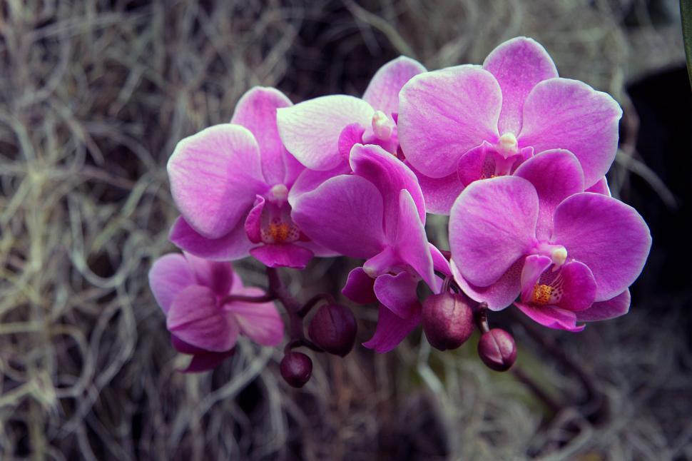 Free Image of Pink White Moth Orchid Bloom Spanish Moss Background 