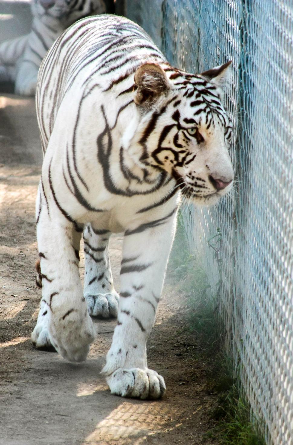 Free Image of White Tiger  