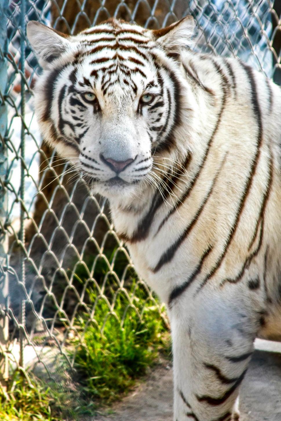 Free Image of White Tiger  