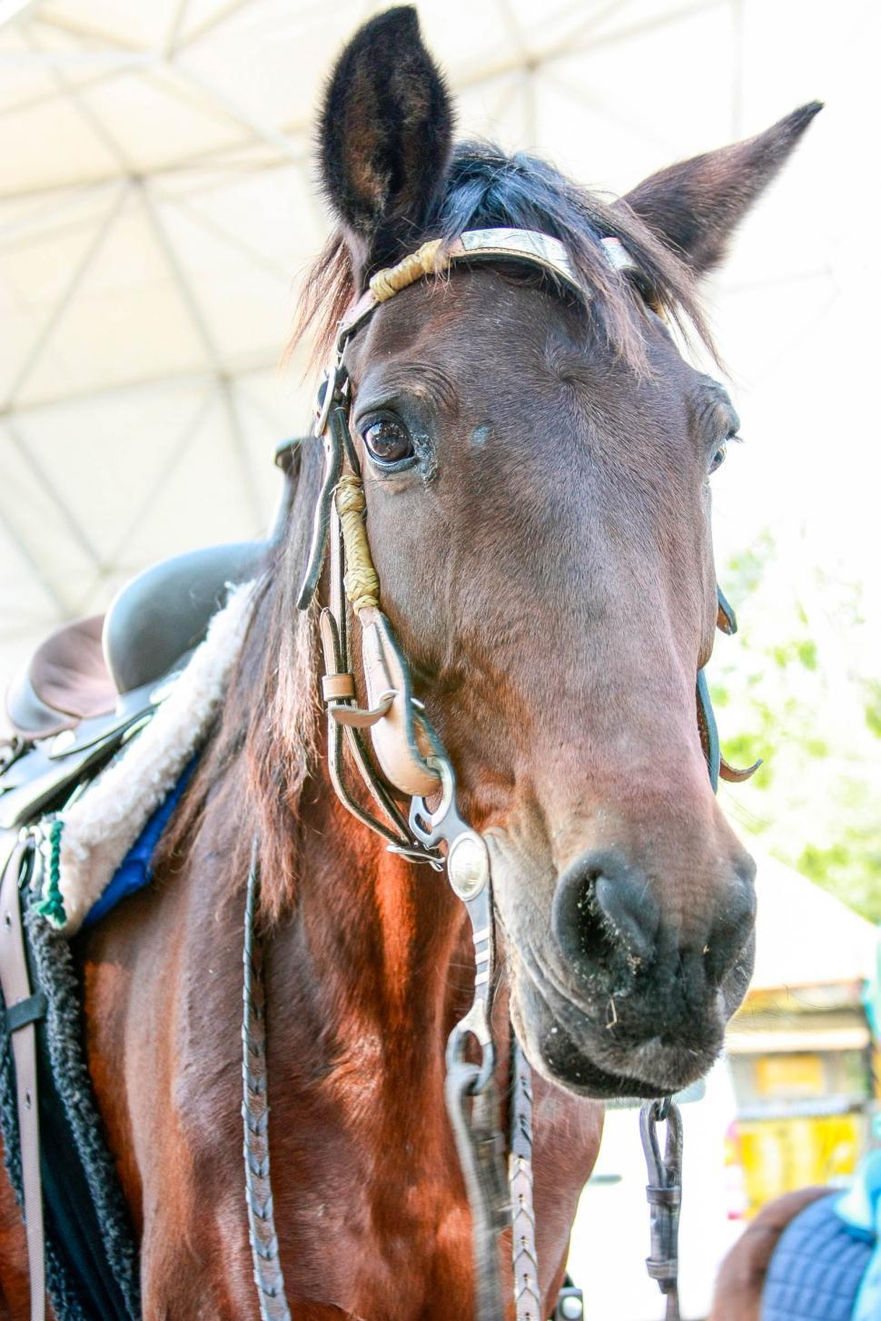 Free Image of Horse Face 
