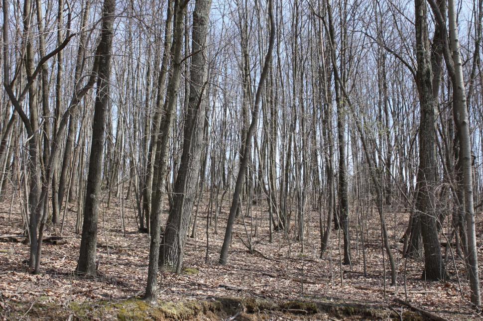 Free Image of bare trees 