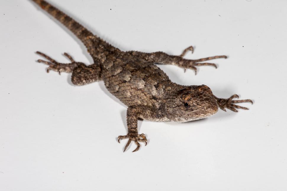 Free Image of Texas Spiny Lizard 