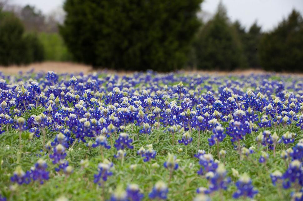 Free Image of Blue Bonnet flowers 