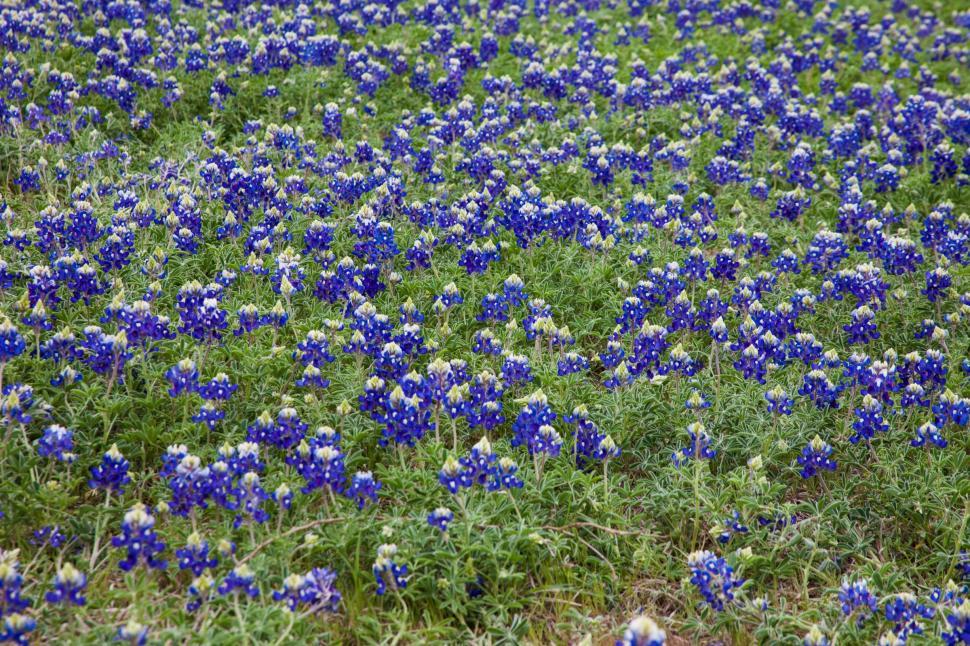 Free Image of Blue Bonnet flowers 