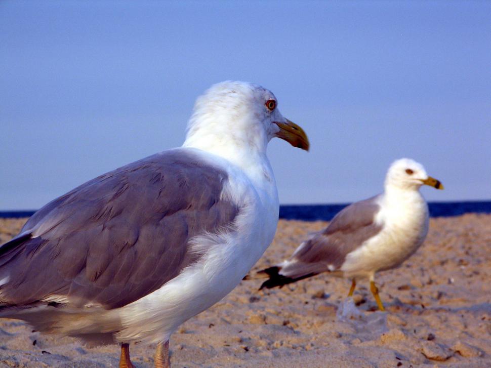 Free Image of gulls 