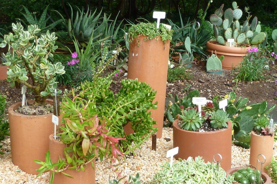 Free Image of Succulents Glowing in Pots 
