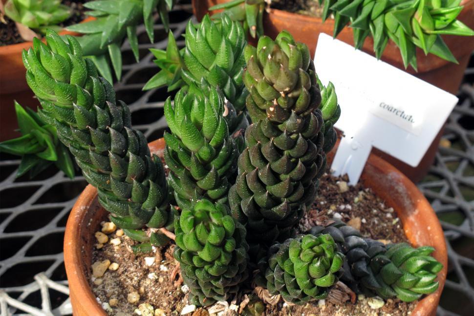 Free Image of Succulent Plant Haworthia Coarctata  