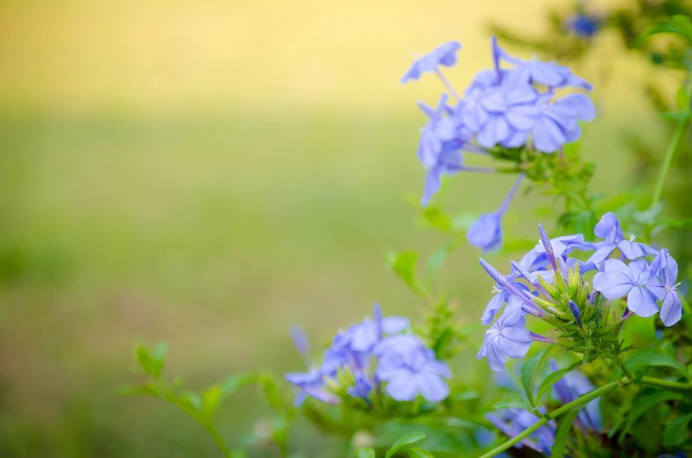 Free Image of Purple Flower 