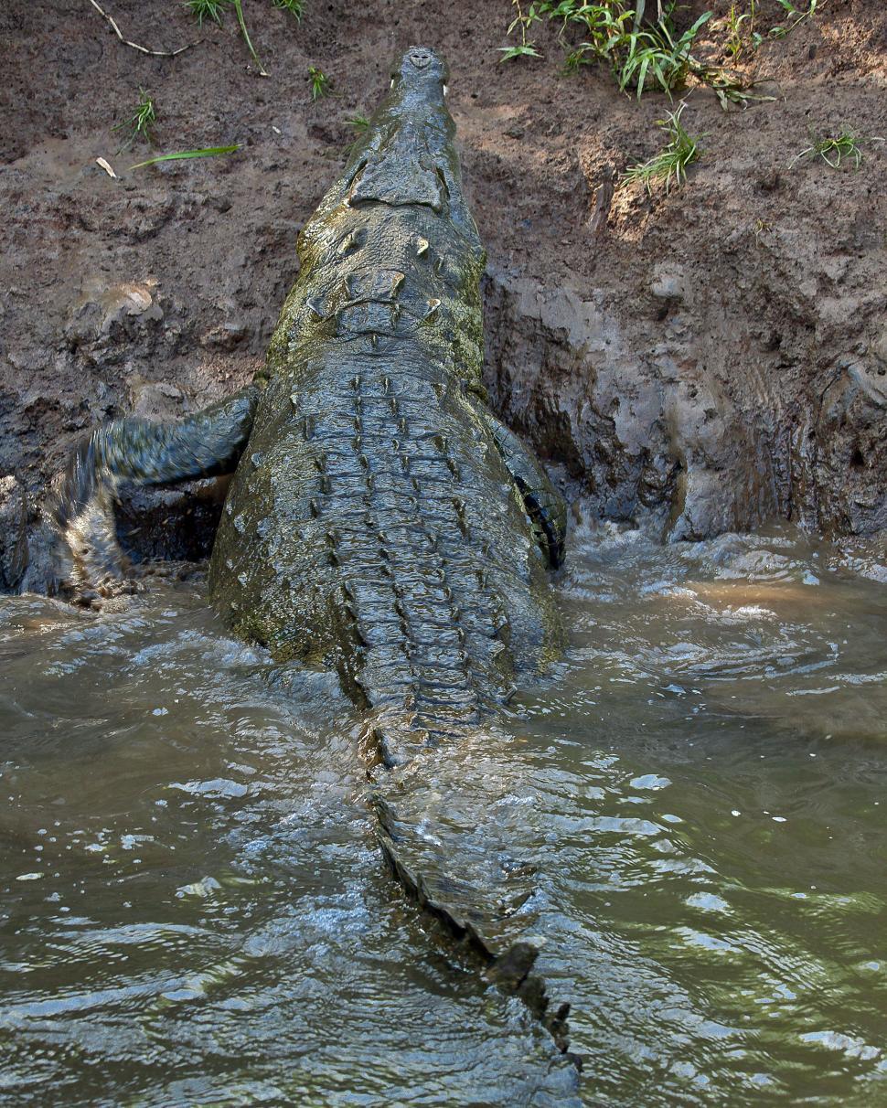 Free Image of Crocodile 