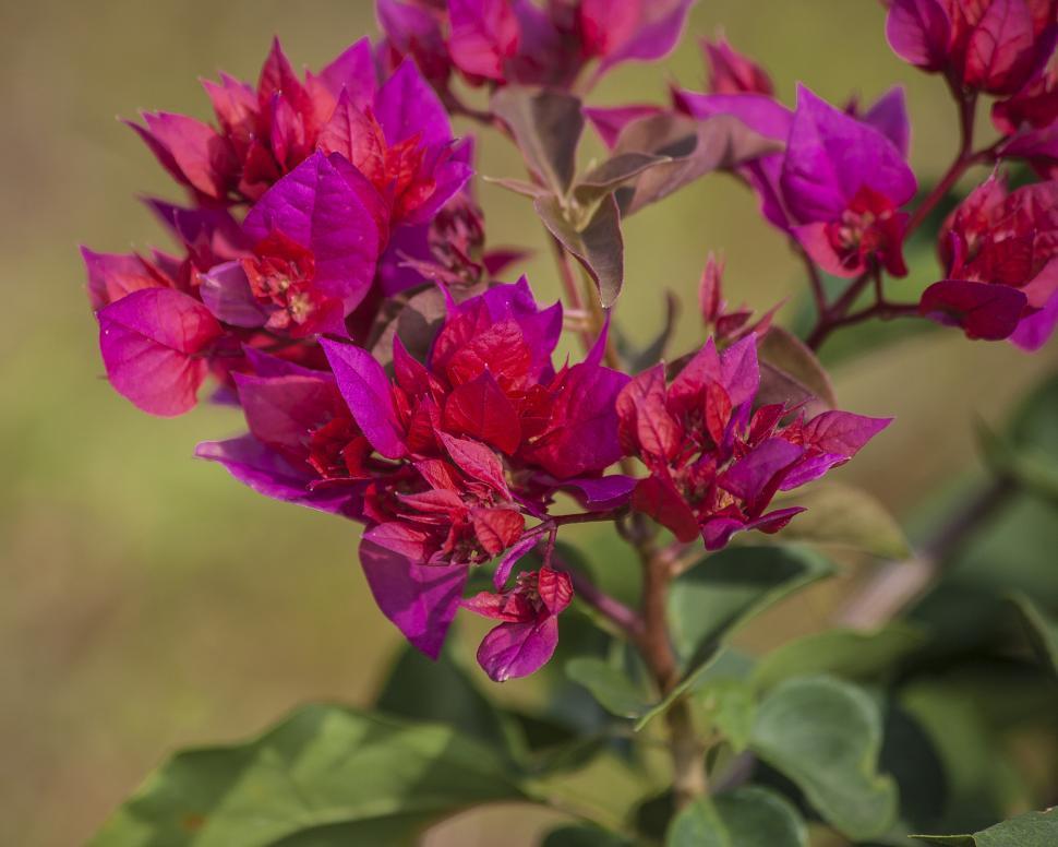 Free Image of Bougainville  