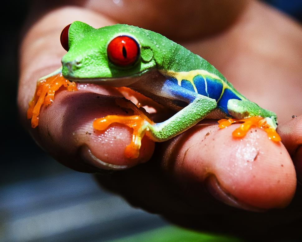 Free Image of Frog 