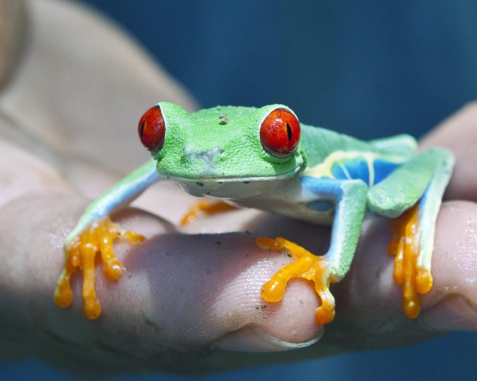 Free Image of Frog 