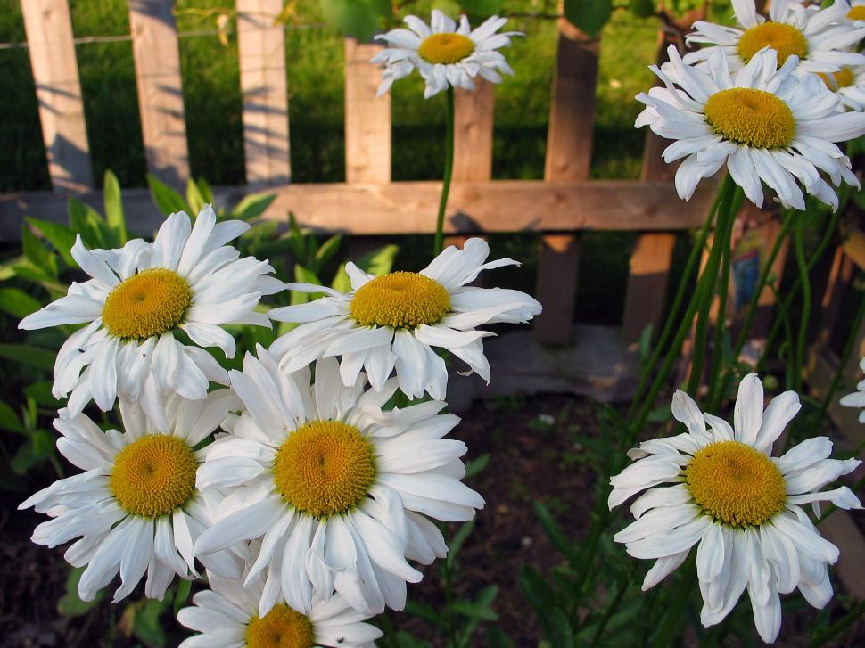 Free Image of Shasta Daisies 