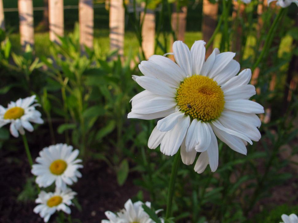 Free Image of Shasta Daisy 