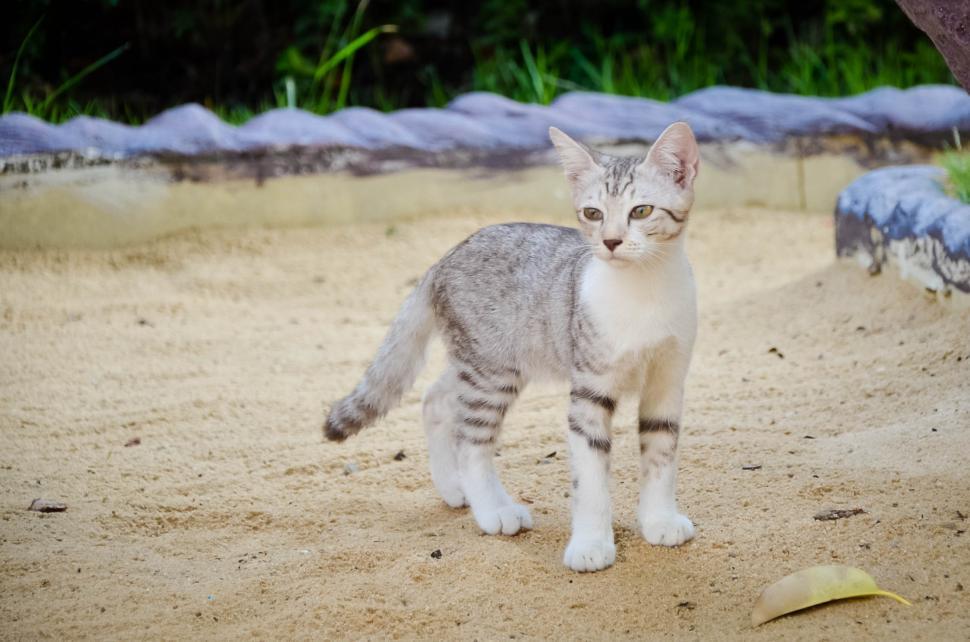 Free Image of Cat 