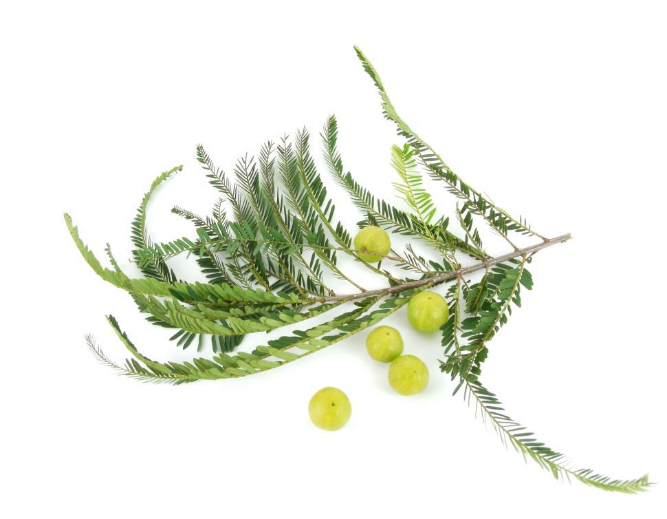 Free Image of Gooseberry 