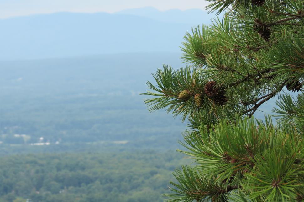 Free Image of Pine Cones 