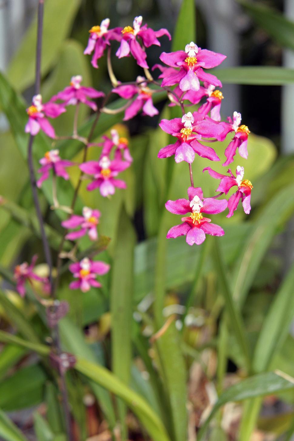 Free Image of Oncidium Twinkle Orchids In Blooms 