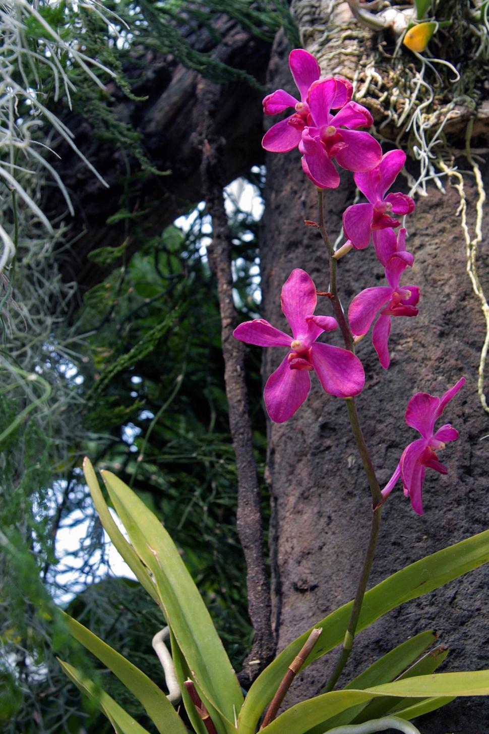 Free Image of Orchid In bloom 