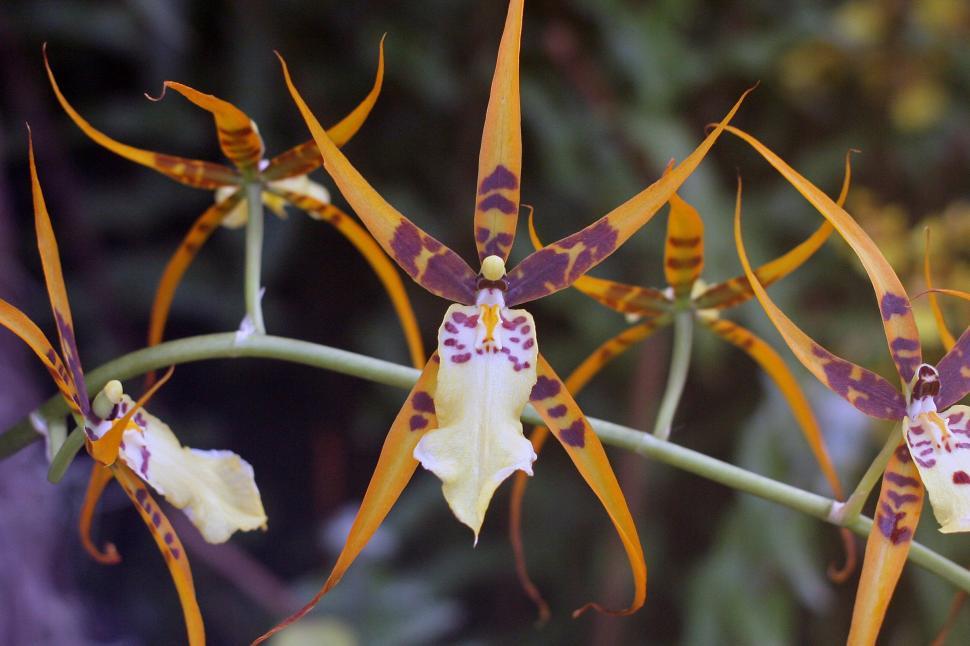 Free Image of Spider Orchids In Bloom 