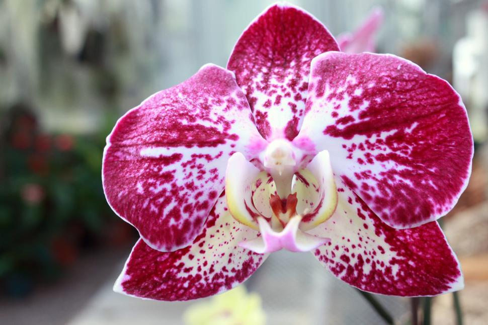 Free Image of Phalaenopsis Orchid Flowers Closeup 