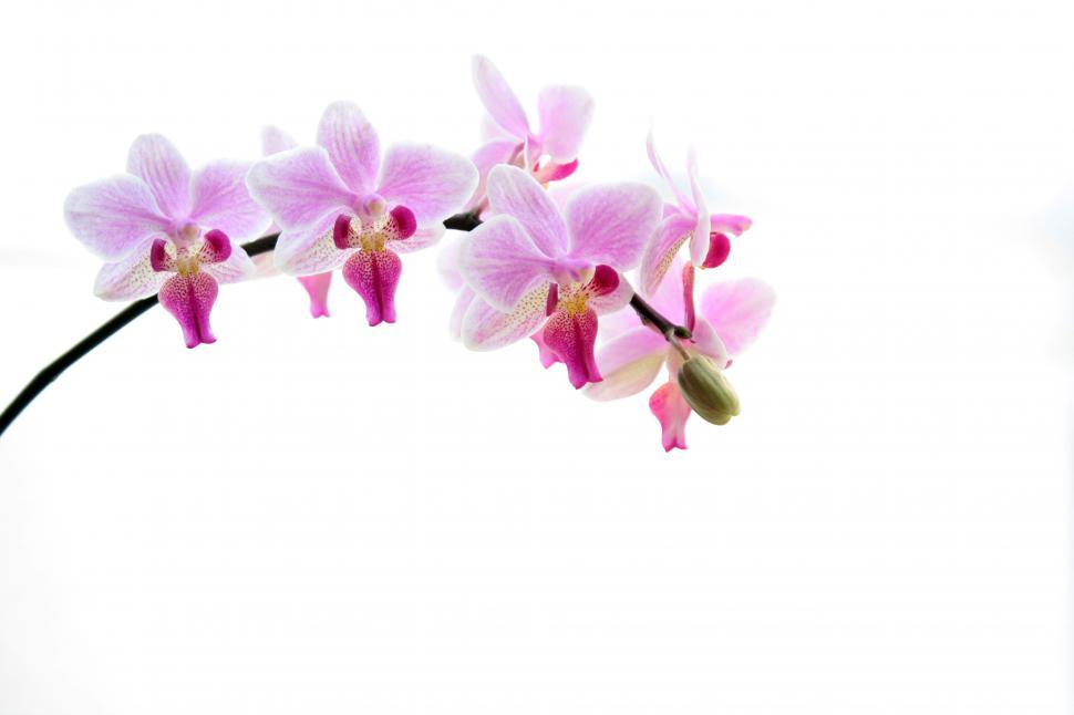 Free Image of Pink White Petal Phalaenopsis Orchid In Bloom 