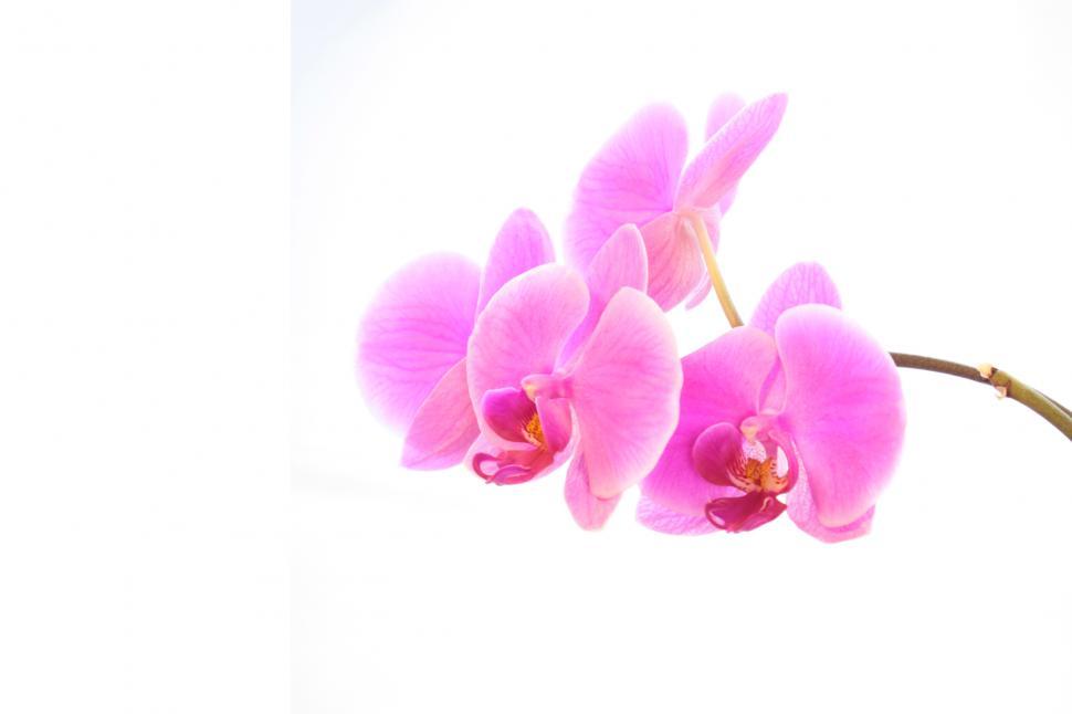 Free Image of PinkPhalaenopsis Orchid Flowers Wall Paper 