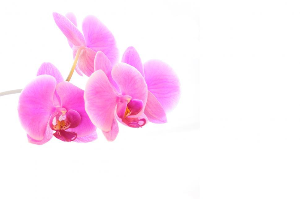 Free Image of Phalaenopsis Orchid Flowers Wallpaper 