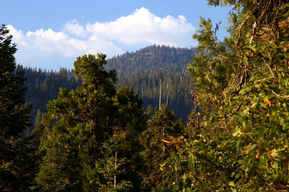 Free Image of Sequoia National Park 