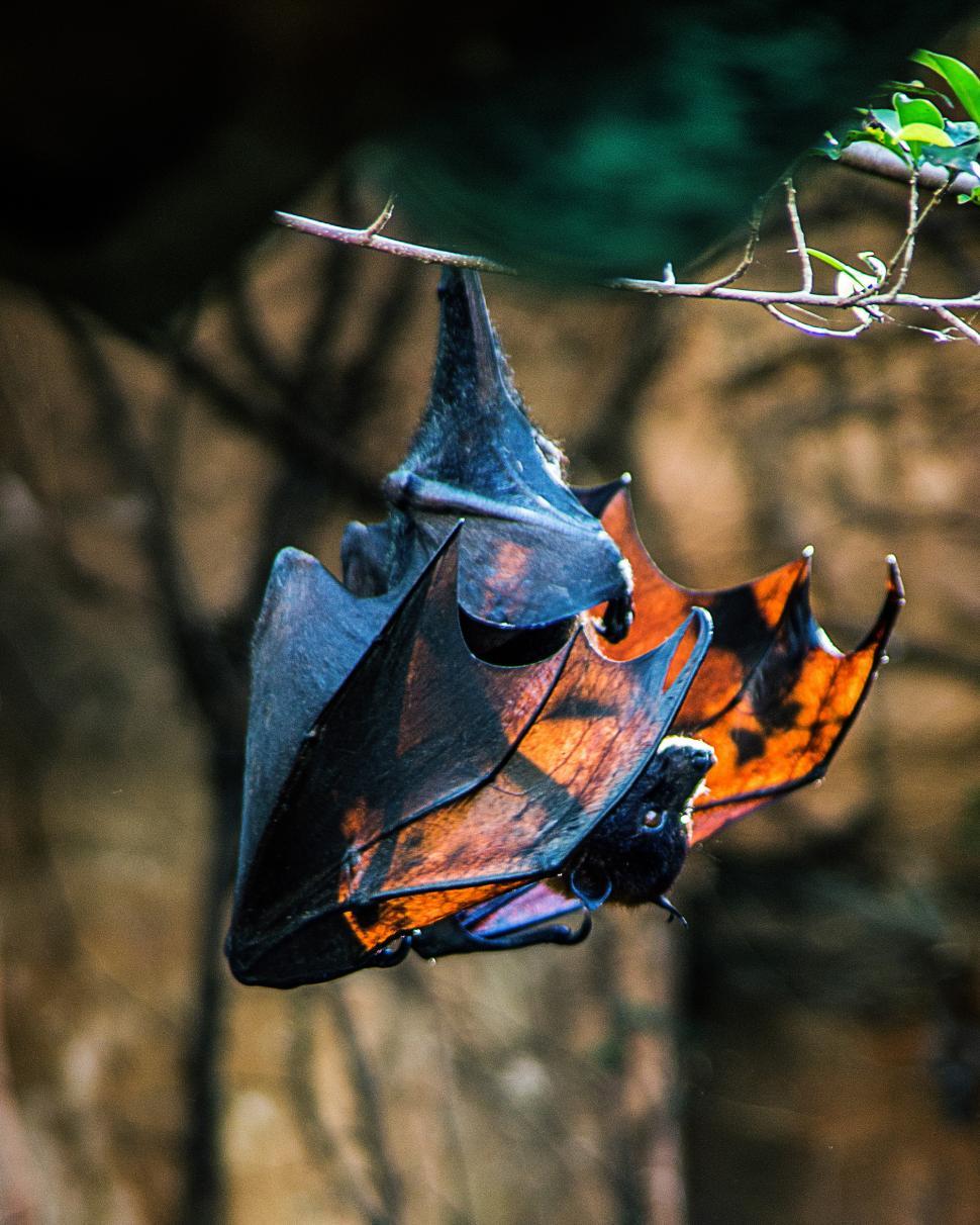 Free Image of Bat 