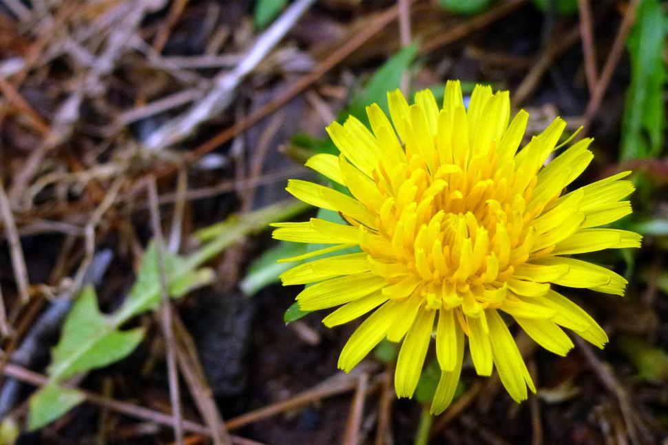 Free Image of Dandelion Flower Closeup 