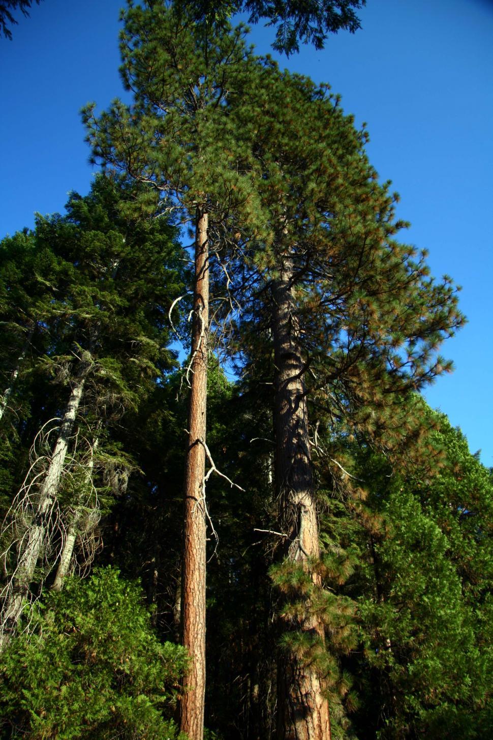 Free Image of Sequoia National Forest 