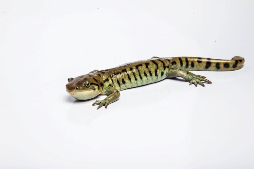 Free Image of Tiger Salamander on white 