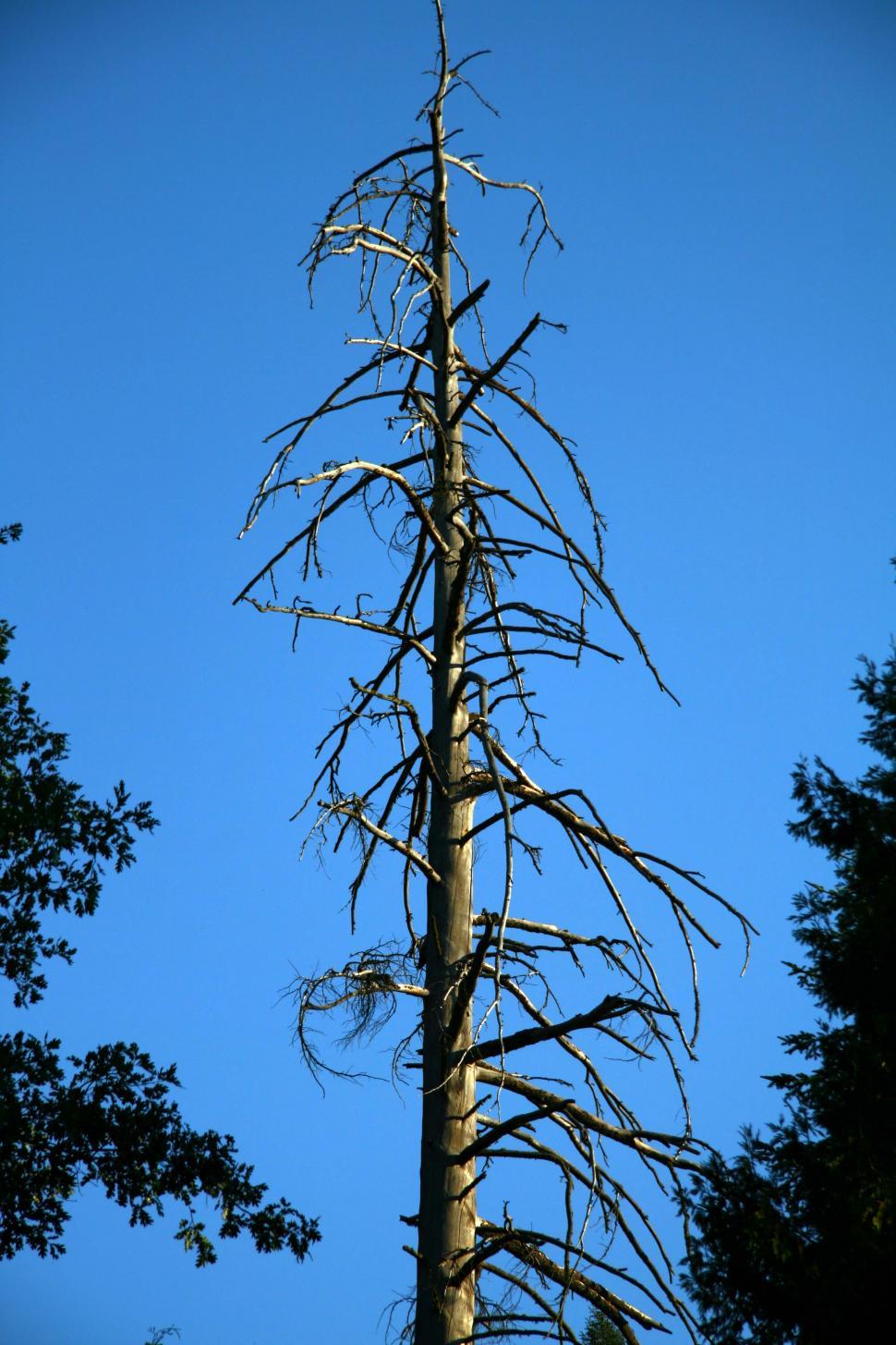 Free Image of Tree 