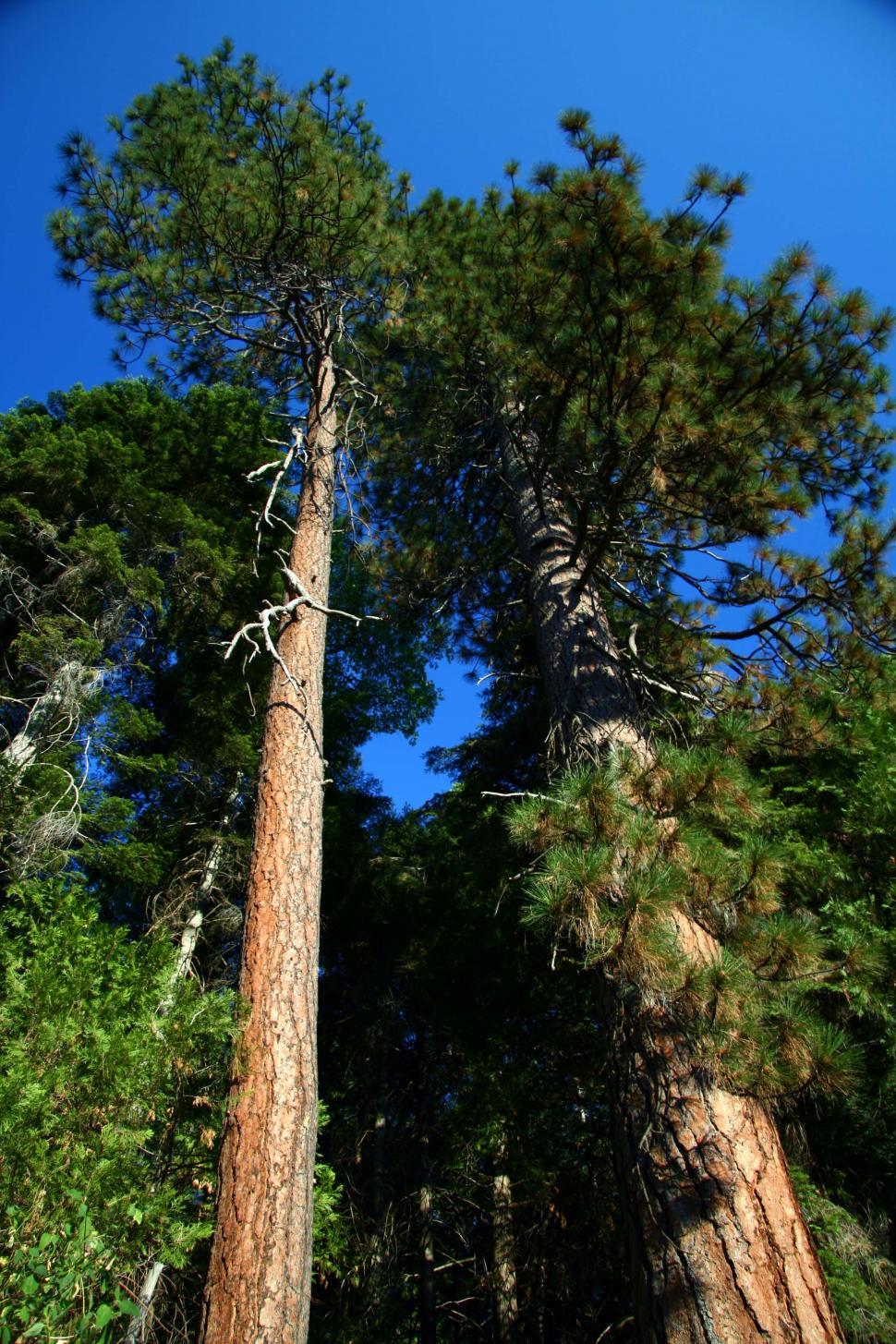 Free Image of Tree 