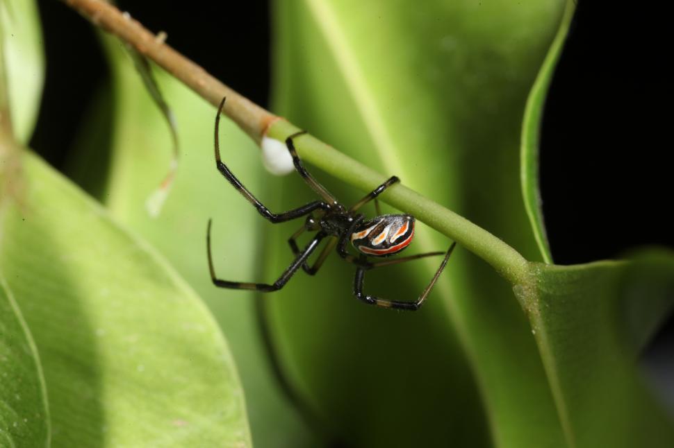Free Image of Black Widow Spider 