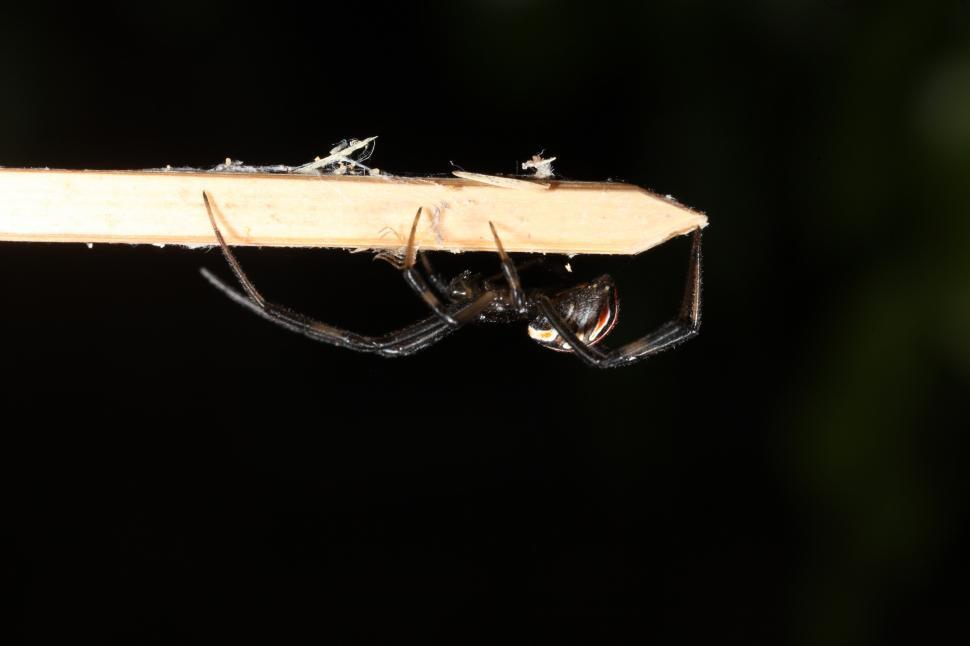 Free Image of Black Widow Spider 